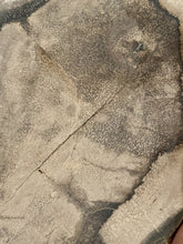 Load image into Gallery viewer, 475g Petrified Palm Wood Gemstone Rough Slab Palmoxylon Fossil Lapidary Display