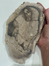 Load image into Gallery viewer, 475g Petrified Palm Wood Gemstone Rough Slab Palmoxylon Fossil Lapidary Display
