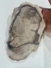 Load image into Gallery viewer, 475g Petrified Palm Wood Gemstone Rough Slab Palmoxylon Fossil Lapidary Display