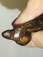 Load image into Gallery viewer, 49ct Fire Agate Gemstone Freeform Semi-Cut Rough Lapidary Specimen 21x41mm