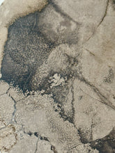 Load image into Gallery viewer, 475g Petrified Palm Wood Gemstone Rough Slab Palmoxylon Fossil Lapidary Display